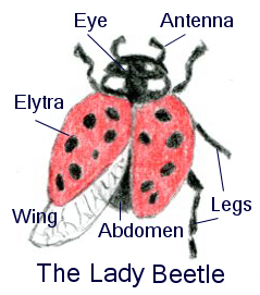 lady-beetle diagram