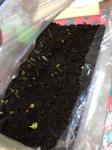image2 (12)